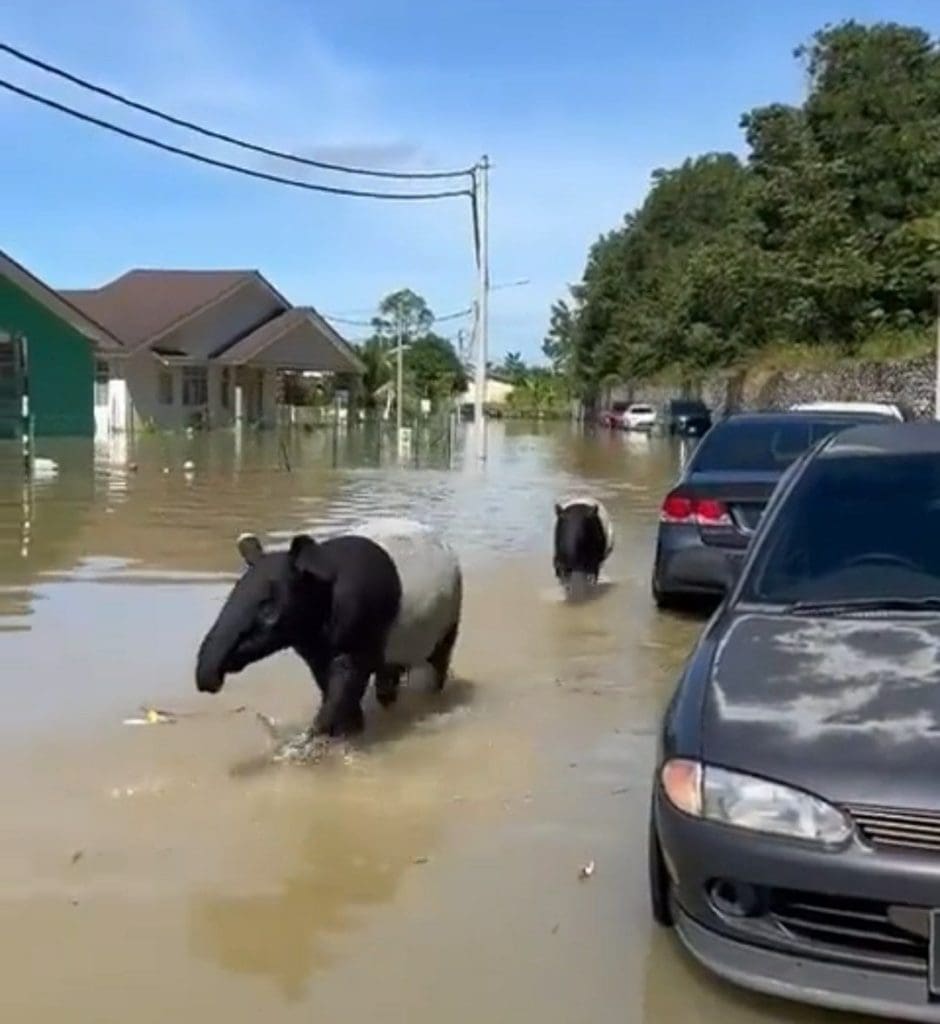 Tapirs in Kuantan