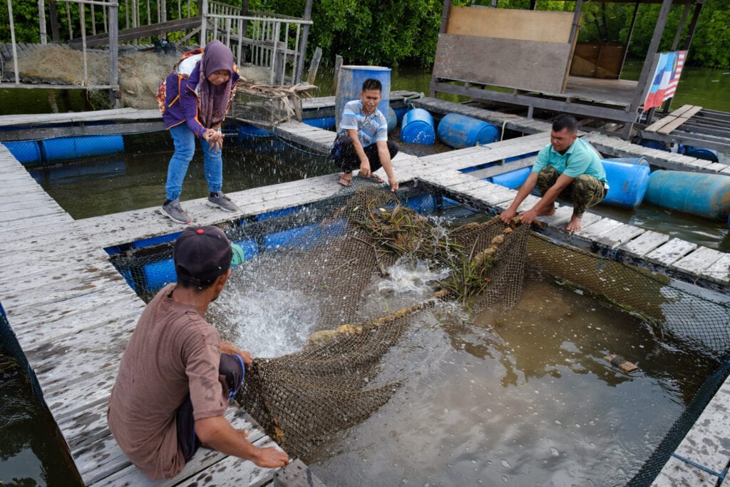 Villagers in Pitas Laut checking on their floating fish pontoons.