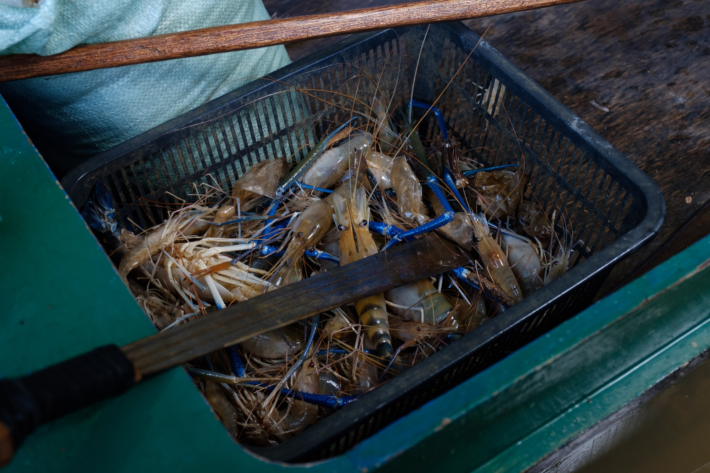 Some fishermen also use rice or corn to bait udang galah. The most dominant male prawns are identified by their long blue claws.