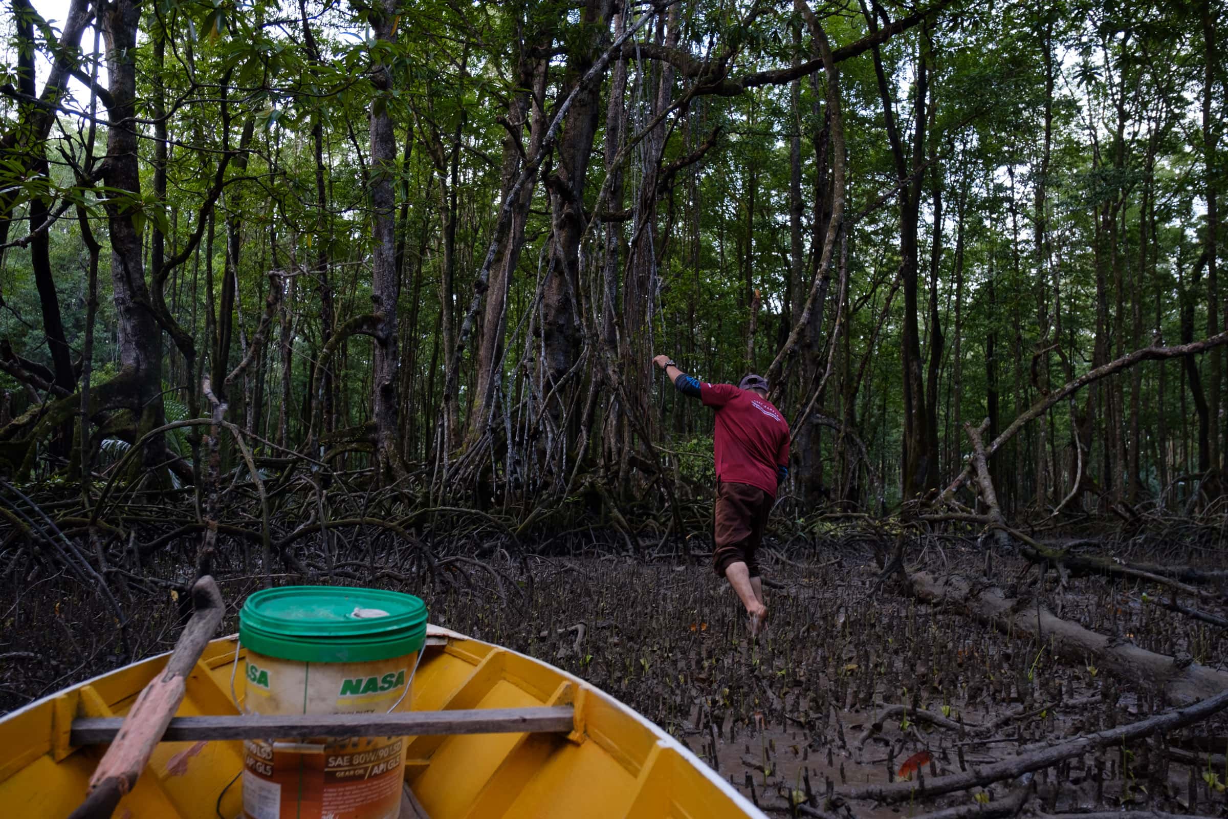 Runji Ramsa stepping barefoot onto mangrove mudflats to look for lokan (cockles).