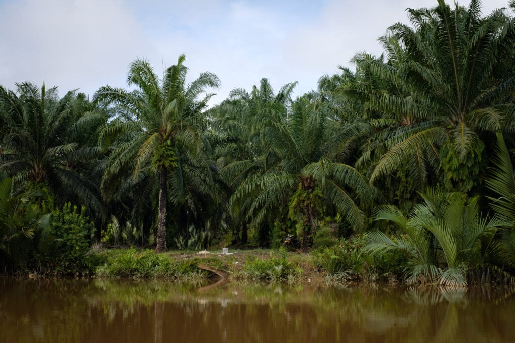 Oil palm trees planted close to the riverbank, upriver from Mumiang.
