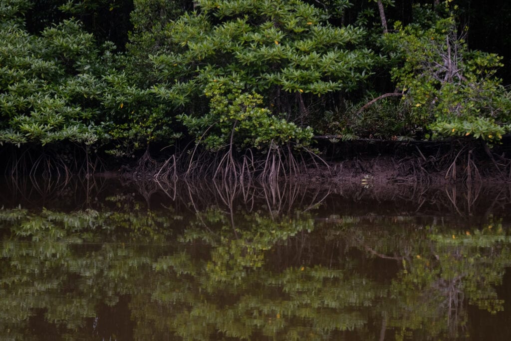 Bakau kurap and other mangrove trees in the LKSW. There are at least 22 species of mangrove trees in Sabah.