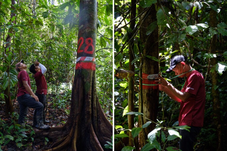 Mohd Azril Putrah and his team of rangers tracking orangutans in the forests near Dagat.