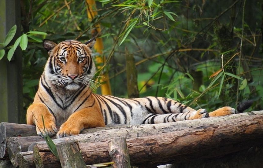 All Creatures Great Featured