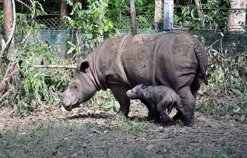Malaysia's Rhinos Featured 2